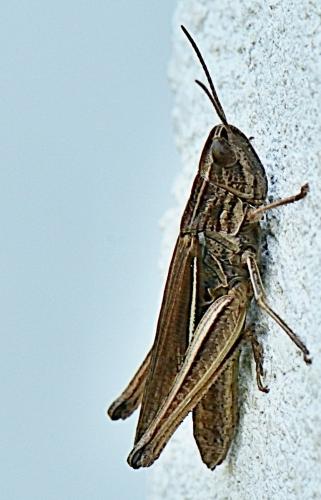Chorthippus albomarginatus albomarginatus
