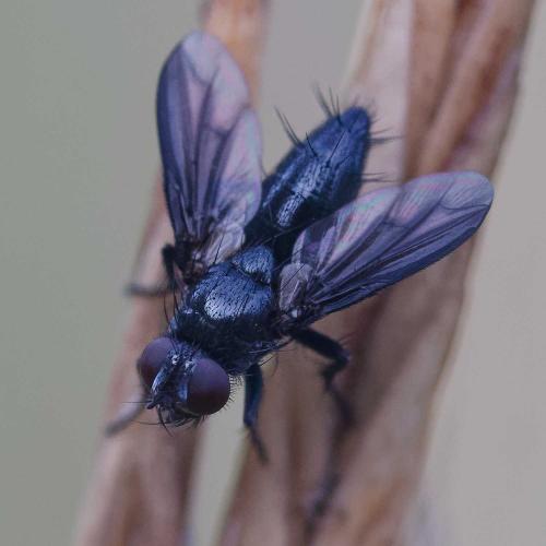 Réf. 348 938 : Nyctia halterata