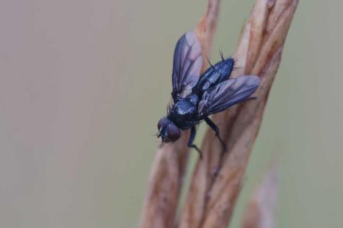 Réf. 348 935 : Nyctia halterata