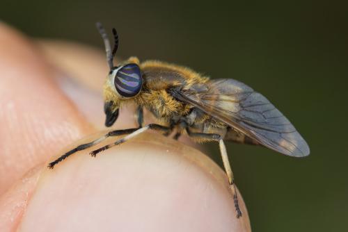 Heptatoma pellucens
