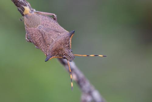 Picromerus nigridens