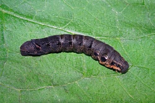 Deilephila elpenor