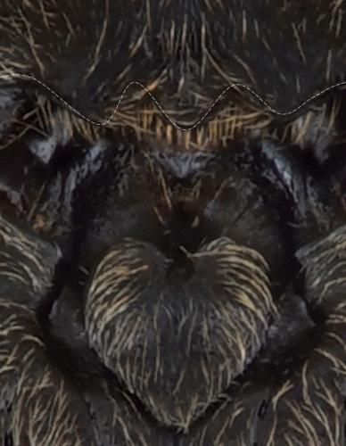 Dicronychus cinereus