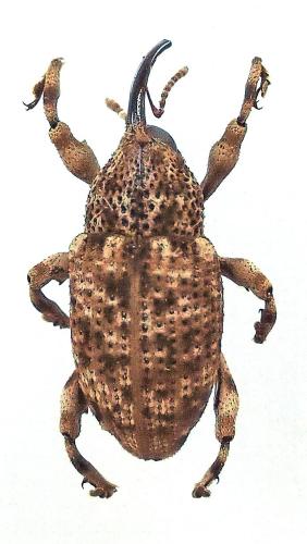 Mechistocerus sp.