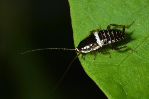 Réf. 348 325 : Planuncus vinzi