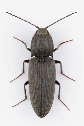 Dicronychus cinereus
