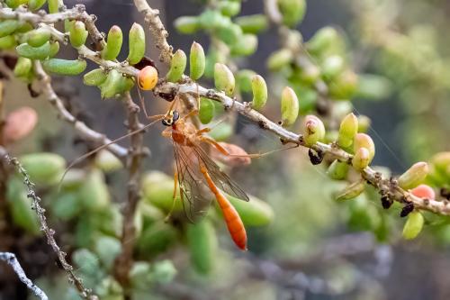 Réf. 348 467 : Enicospilus sp.