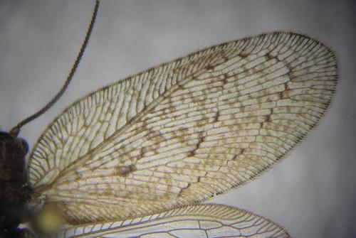Réf. 348 912 : Drepanepteryx algida