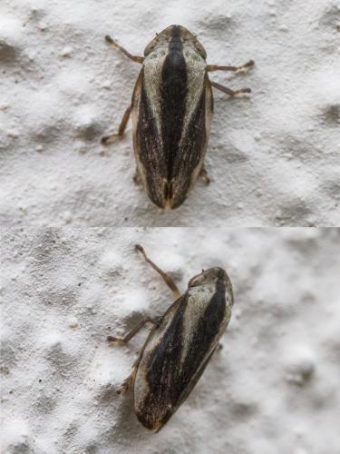 Philaenus spumarius