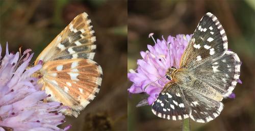 Réf. 348 002 : Pyrgus malvoides