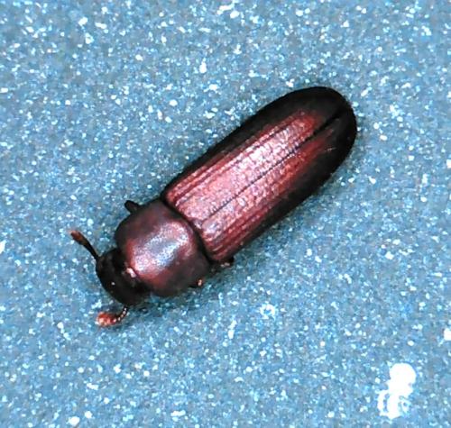 Réf. 348 338 : Tribolium castaneum
