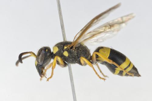 Ancistrocerus tussaci