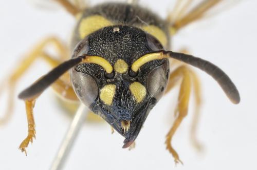 Réf. 348 088 : Ancistrocerus tussaci