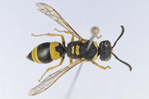 Ancistrocerus tussaci