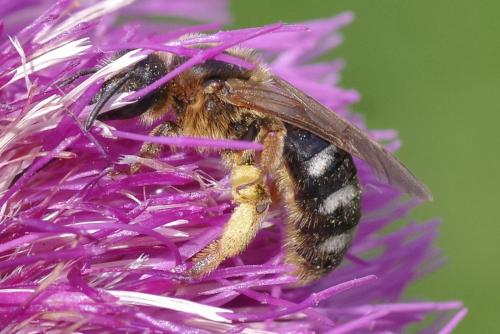 Lasioglossum xanthopus