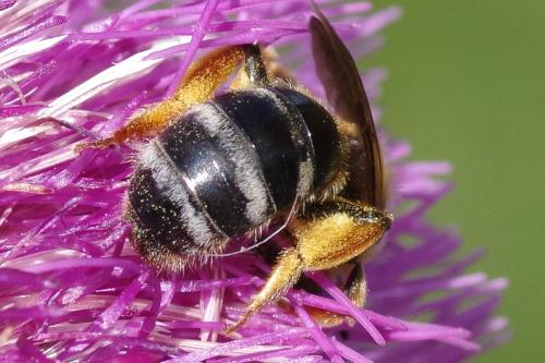 Lasioglossum xanthopus