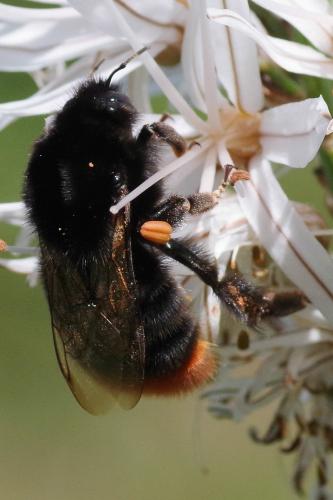 Bombus lapidarius