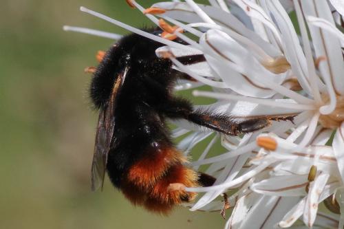 Réf. 348 118 : Bombus lapidarius