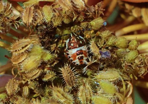 Carpocoris sp.
