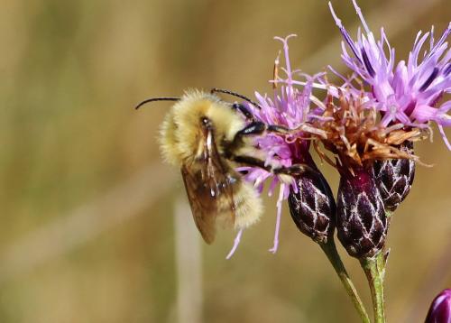 Bombus sp.