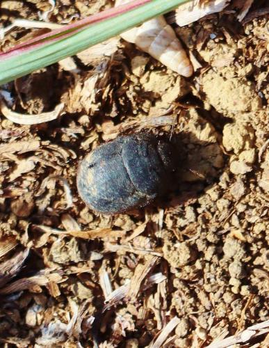 Réf. 348 798 : Odontoscelis fuliginosa