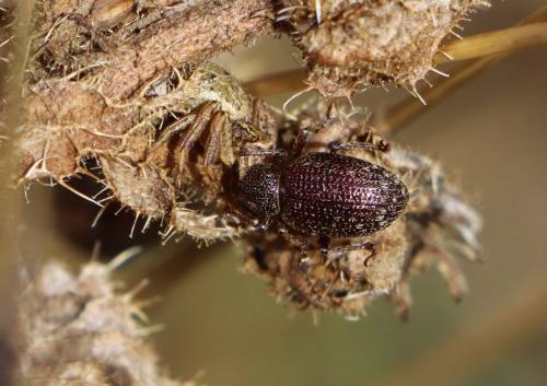 Otiorhynchus sp.