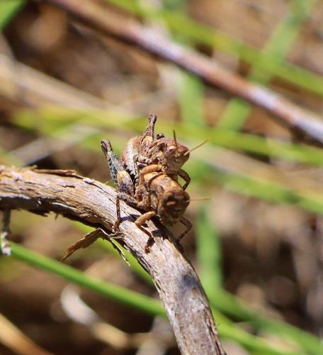 Pezotettix giornae
