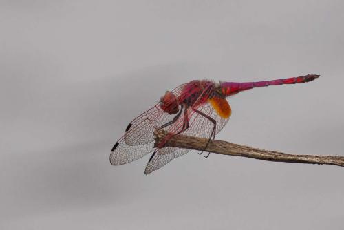 Réf. 348 693 : Trithemis annulata
