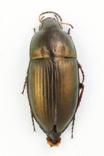 Réf. 348 005 : Amara aenea