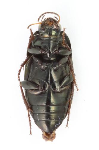 Réf. 348 006 : Amara aenea