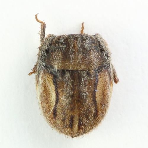 Réf. 348 003 : Odontoscelis lineola