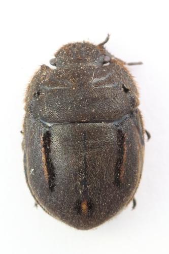 Odontoscelis fuliginosa
