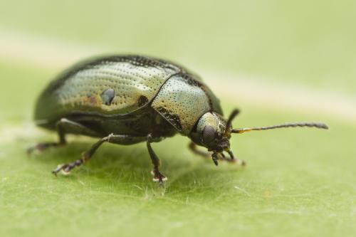 Réf. 348 381 : Phratora sp.