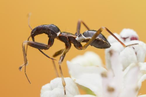 Réf. 348 382 : Himacerus mirmicoides