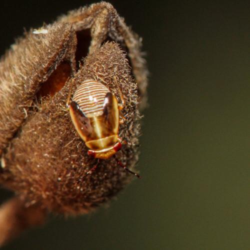 Strongylocoris cicadifrons