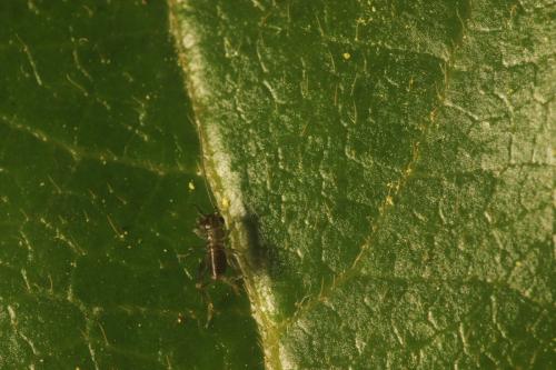 Nemobius sylvestris sylvestris