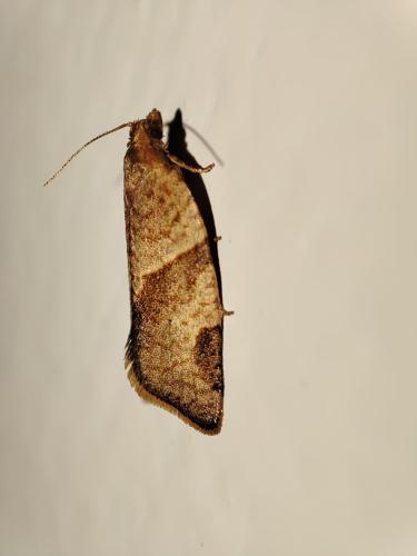 Tortricinae