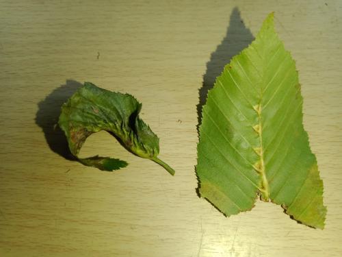 Zygiobia carpini