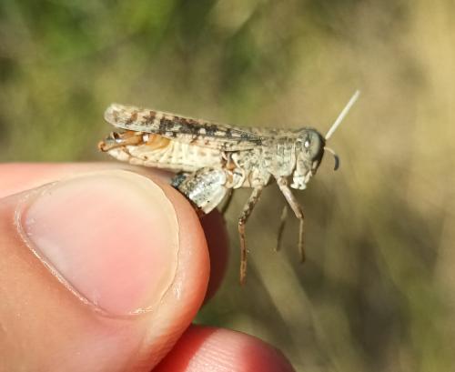 Calliptamus barbarus barbarus
