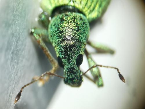 Réf. 348 213 : Polydrusus formosus