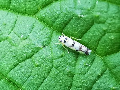 Réf. 348 807 : Eupteryx origani