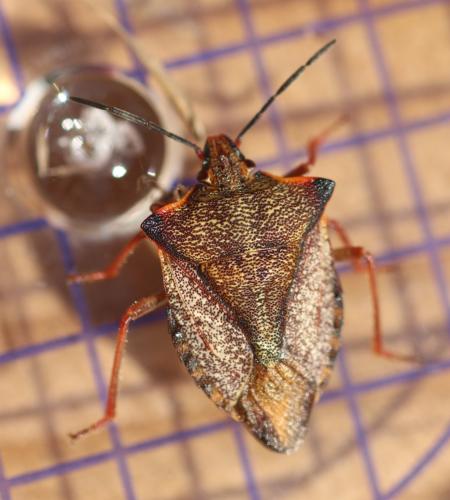 Carpocoris mediterraneus atlanticus