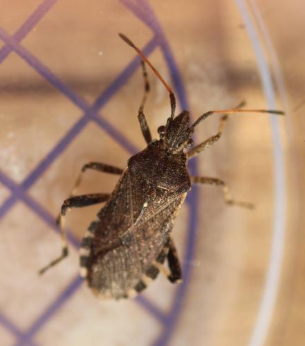 Réf. 348 056 : Ceraleptus gracilicornis