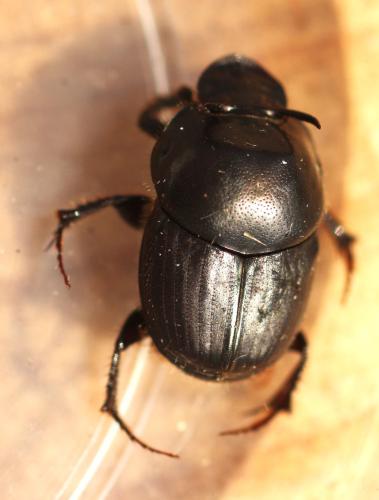 Réf. 348 145 : Onthophagus taurus
