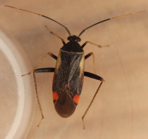 Réf. 348 092 : Adelphocoris seticornis