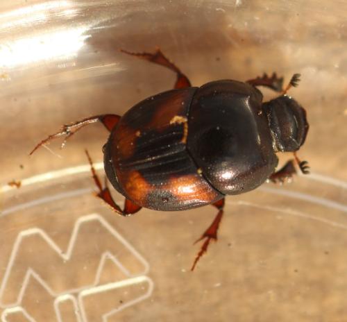 Caccobius schreberi