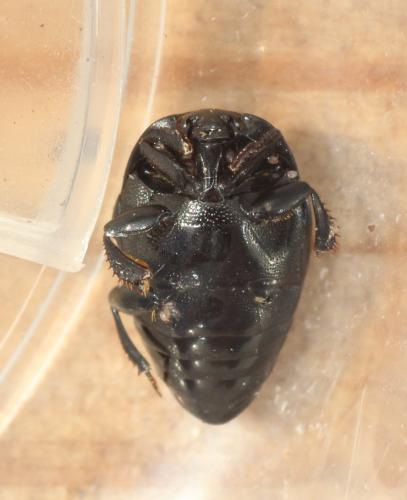 Réf. 348 546 : Saprinus semistriatus