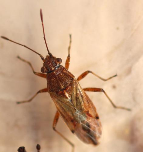 Réf. 348 619 : Nysius helveticus