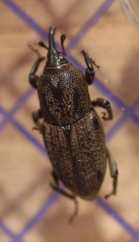 Réf. 348 571 : Sphenophorus placidus vestitus