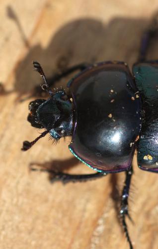 Réf. 348 812 : Trypocopris pyrenaeus